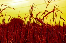 Climate change will reduce crop yields sooner than we thought